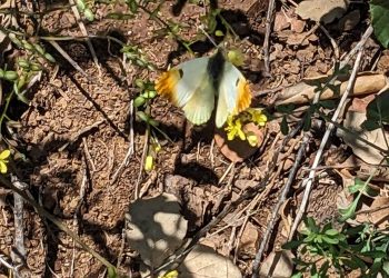 Papillon Aurore