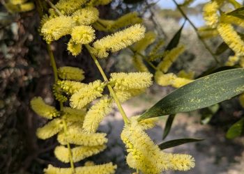 Mimosa chenille Mimosa chenille