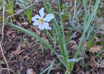 Narcisse