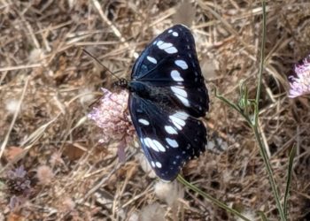 Papillon Sylvain
