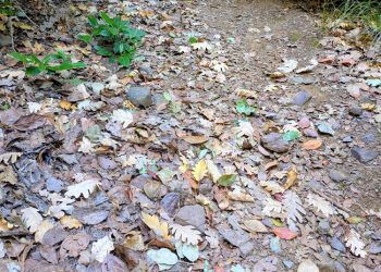 Feuilles d'automne