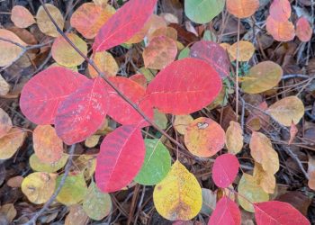 Cotinus coloré Cotinus coloré